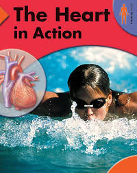 Image of The Heart in Action.
